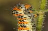 Pontia chloridice: Raupe (e.l. Zypern, Troodos-Gebirge, 700m, Anfang November 2016) [S]