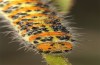 Pontia chloridice: Raupe (e.l. Zypern, Troodos-Gebirge, 700m, Anfang November 2016) [S]