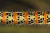 Pontia chloridice: Larva (e.l. rearing, Cyprus, Troodos mountains, 700m, early November 2016) [S]