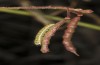 Pontia chloridice: Raupe im drittletzten Stadium (Zypern, Troodos-Gebirge, 700m, Anfang November 2016) [N]