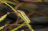 Pontia chloridice: Raupe im vorletzten Stadium (Zypern, Troodos-Gebirge, 700m, Anfang November 2016) [N]