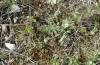 Colias chrysotheme: Larval habitat with Astragalus austriacus (Hungary, Veszprém, late July 2020) [N]