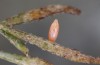 Colias chrysotheme: Ei nach wenigenTagen (Ungarn, Veszprém, Ende Juli 2020) [S]