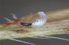 Colias chrysotheme: Hatching larva (Hungary, Veszprém, egg in late July 2020) [S]