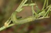 Colias chrysotheme: Larva in the field in the penultimate instar (Hungary, Veszprém, late July 2020) [M]