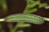 Colias chrysotheme: Larva in the last instar. There is a form with indistinct to distinct whit-red subdorsal lines of various degrees of completeness (e.o. rearing, Hungary, Veszprém, egg in late July 2020) [S]