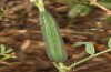 Colias chrysotheme: L5-Raupe. Es treten auch Raupen mit angedeuteter bis deutlicher weiß-roter Nebenrückenlinie auf (e.o. Ungarn, Veszprém, Ei Ende Juli 2020) [S]