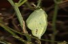 Colias chrysotheme: Pupa (e.o. rearing, Hungary, Veszprém, egg in late July 2020) [S]