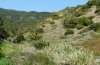 Gonepteryx cleobule: Lebensraum auf La Gomera im Valle Hermoso (Dezember 2011) [N]