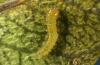 Gonepteryx cleobule: L1-larva (e.o. Tenerife 2012) [S]