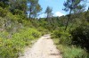 Gonepteryx cleopatra: Larvalhabitat (Provence, Ende Mai 2013) [N]