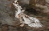 Aporia crataegi: Überwinterndes Raupennest an Sorbus aucuparia (Memmingen, Februar 2018) [M]