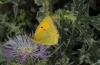 Colias croceus: Männchen (Madeira, März 2013) [N]