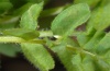 Colias croceus: Frisch gelegtes Ei (Madeira, März 2013) [M]