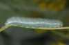 Anthocharis damone: Raupe (Mittelgriechenland, Delphi, Anfang Mai 2016) [M]