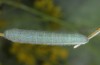 Anthocharis damone: Larva (Central Greece, Delphi, early May 2016) [M]