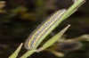 Pontia daplidice: Larva (La Gomera, February 2013) [N]