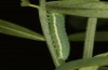 Leptidea duponcheli: Raupe im dritten und damit vorletzten Stadium (e.o. südfranzösische Alpen 2021) [S]