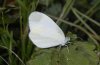 Leptidea duponcheli: M�nnchen