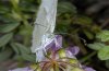 Leptidea duponcheli: Weibchen, Portrait mit hellbraunen F�hlerspitzen