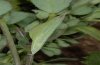 Leptidea duponcheli: Puppe