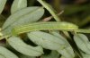 Leptidea duponcheli: Raupe