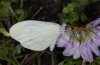 Leptidea duponcheli: Weibchen