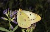 Colias erate: Female (e.o. rearing, Hungary, Kunpeszer, oviposition in late July 2020) [S]