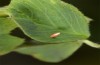 Colias erate: Egg after some days (e.o. rearing, Hungary, Kunpeszer, oviposition in late July 2020) [S]