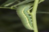 Colias erate: Larva (e.o. rearing, Hungary, Kunpeszer, oviposition in late July 2020) [S]