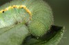 Colias erate: Larva (e.o. rearing, Hungary, Kunpeszer, oviposition in late July 2020) [S]