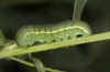 Colias erate: Larva without black spots (e.o. rearing, Hungary, Kunpeszer, oviposition in late July 2020) [S]