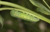 Colias erate: Larva starts preparing the pupation place (e.o. rearing, Hungary, Kunpeszer, oviposition in late July 2020) [S]