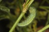 Colias erate: Prepupa (e.o. rearing, Hungary, Kunpeszer, oviposition in late July 2020) [S]