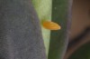 Pieris ergane: Egg (N-Greece, Sissani near Siatista, April 2022) [N]