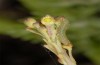 Pieris ergane: Young larva L2 (Abruzzo, May 2013) [N]