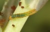 Pieris ergane: L1 larva (e.o. N-Greece, Sissani near Siatista, egg in April 2022) [S]