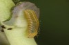 Pieris ergane: L1 larva (e.o. N-Greece, Sissani near Siatista, egg in April 2022) [S]