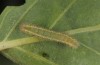 Colotis evagore: Larva in the fourth instar (E of Malaga, S-Spain, late September 2017) [N]