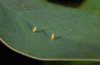 Catopsilia florella: Eier [N]