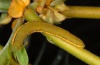 Catopsilia florella: Gelbe Raupe (Blütenfraß), La Palma, Dezember 2010 [N]