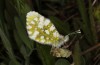 Anthocharis gruneri: Female (N-Greece, Sissani N Siatista, April 2022) [N]