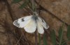 Anthocharis gruneri: Female (N-Greece, Sissani N Siatista, April 2022) [N]
