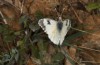 Anthocharis gruneri: Female (N-Greece, Sissani N Siatista, April 2022) [N]