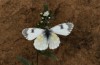 Anthocharis gruneri: Female (N-Greece, Sissani N Siatista, April 2022) [N]