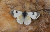 Anthocharis gruneri: Female (N-Greece, Sissani N Siatista, April 2022) [N]