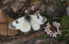 Anthocharis gruneri: Female (N-Greece, Sissani N Siatista, April 2022) [N]