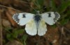 Anthocharis gruneri: Female (N-Greece, Sissani N Siatista, April 2022) [N]