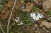 Anthocharis gruneri: Female (N-Greece, Sissani N Siatista, April 2022) [N]