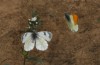 Anthocharis gruneri: Courtship (N-Greece, Sissani N Siatista, April 2022) [N]